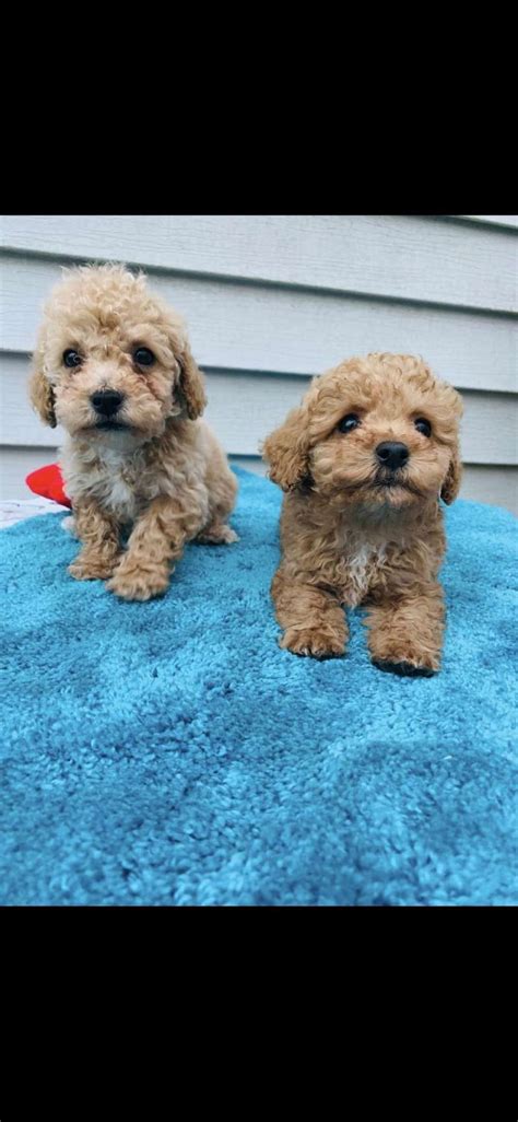 At Premier Pups, we take pride in providing high-quality poodle puppies to families and individuals in the Dillon, South Carolina area. . Toy poodles for sale north carolina